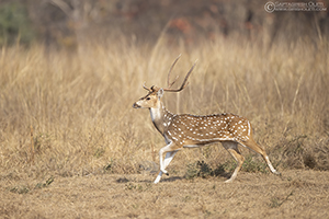 Spotted Deer