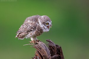 Spotted Owlet