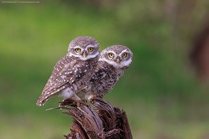 Spotted Owlet