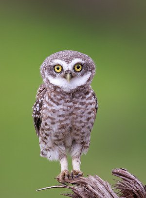 Spotted Owlet