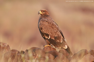 Steppe Eagle
