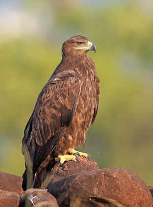 Steppe Eagle