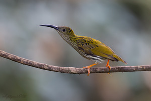 Streaked Spiderhunter