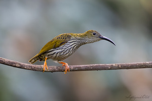 Streaked Spiderhunter