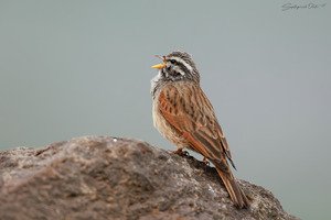 Striolated Bunting