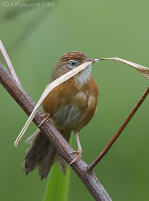 Tawny-bellied Babbler