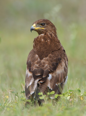 Tawny Eagle photographed at Bangalore, India