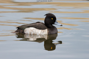 Tufted Duck