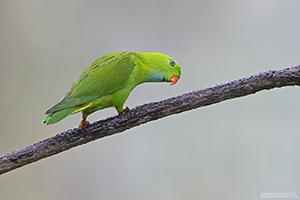 Vernal Hanging-parrot