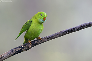 Vernal Hanging-parrot