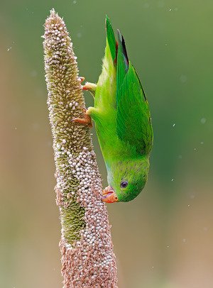 Vernal Hanging-parrot