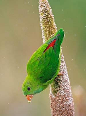 Vernal Hanging-parrot