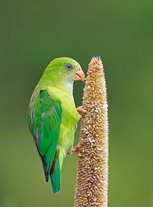Vernal Hanging-parrot