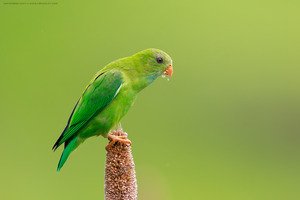 Vernal Hanging-parrot
