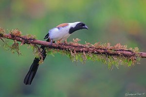 White-bellied Treepie