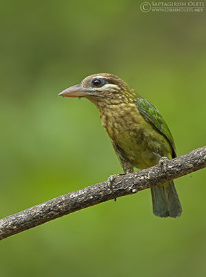 White-cheeked Barbet