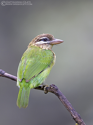 White-cheeked Barbet
