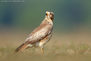White-eyed Buzzard photographed at Bangalore, India