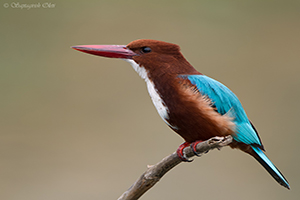 White-throated Kingfisher