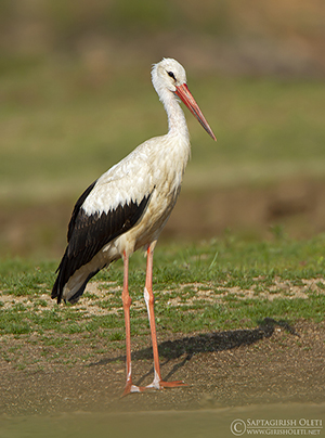 White Stork