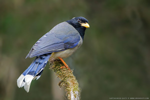 Yellow-billed Blue Magpie