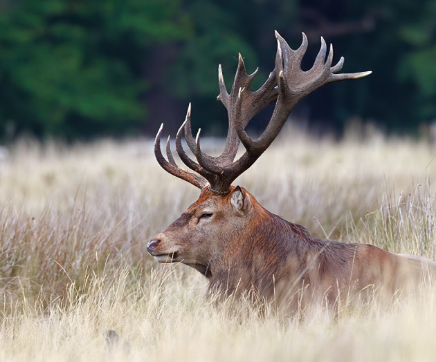 London Deer and a Boat Trip to Bass Rock trip report