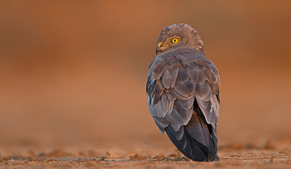 Rann of Kutch Photography trip blog